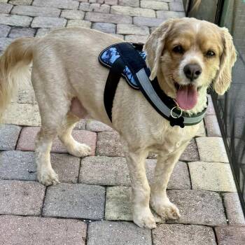Rescue Cocker Spaniel Dogs for Adoption in Cape Coral, Florida - Charlie | PetCurious