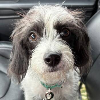 Arlo -  Terrier Dog for Adoption - Arlo | PetCurious