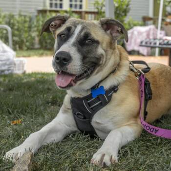 Mari -  Mixed Breed Dog for Adoption in Columbia, Maryland - Mari | PetCurious