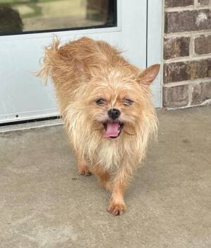 Derry -  Terrier Dog for Adoption in Dalton, Georgia - Derry | PetCurious
