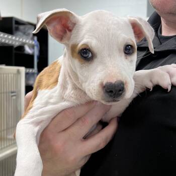 Oh-No -  Pit Bull Terrier Dog for Adoption in East St. Louis, Illinois - Oh-No | PetCurious