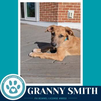 Granny Smith (Apple Bobbers) 102426 -  Shepherd and Cattle Dog Dog for Adoption in Kimberton, Pennsylvania - Granny Smith (Apple Bobbers) 102426 | PetCurious