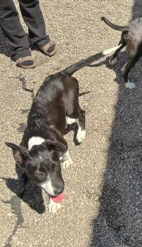 Labrador Retriever and Border Collie Dogs Available for Adoption in Fremont, Nebraska - Rachel | PetCurious