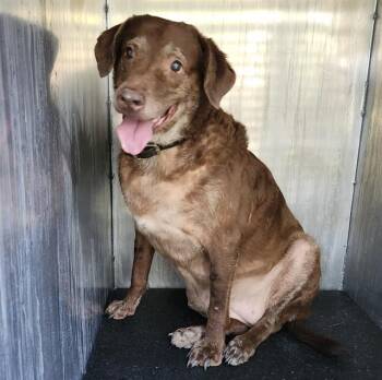SWEET PEA -  Labrador Retriever Dog for Adoption in San Antonio, Texas - SWEET PEA | PetCurious