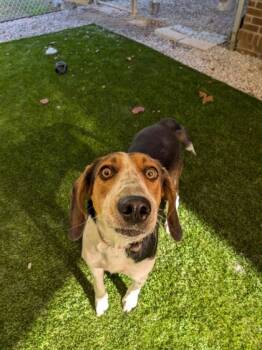 Rescue Hound and Mixed Breed Dogs for Adoption in Louisburg, North Carolina - Gracie | PetCurious