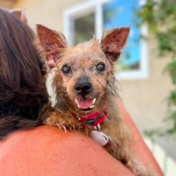 Belinda -  Yorkshire Terrier Dog for Adoption in Ramona, California - Belinda | PetCurious