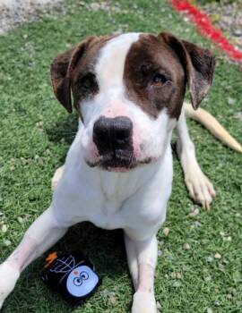 Letty -  Mixed Breed Dog for Adoption in Hornell, New York - Letty | PetCurious