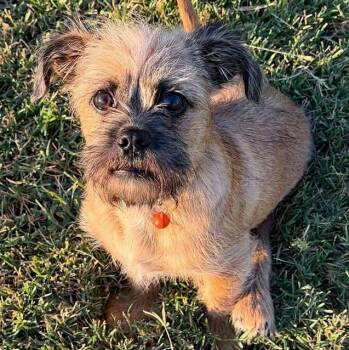 Alberto -  Terrier Dog for Adoption in Oklahoma City, Oklahoma - Alberto | PetCurious