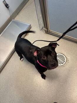 Ava -  Pit Bull Terrier Dog for Adoption in Bloomington, Indiana - Ava | PetCurious