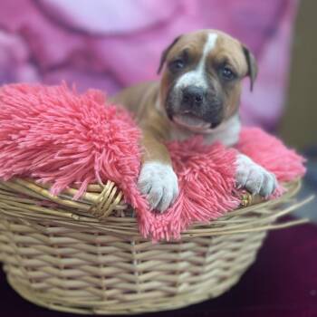 Mixed Breed Dogs Available for Adoption in East St. Louis, Illinois - Evangeline | PetCurious