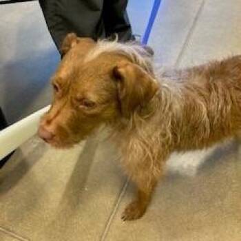 Mixed Breed and Terrier Dogs Available for Adoption in York, Pennsylvania - YORK-Stray-15385 | PetCurious