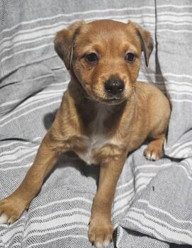 Neslie -  Labrador Retriever Dog for Adoption in West Palm Beach, Florida - Neslie | PetCurious