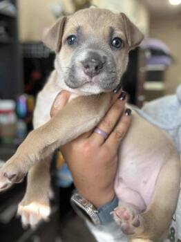 Rescue American Staffordshire Terrier and Labrador Retriever Dogs for Adoption - Olivia *Arriving 12/6* | PetCurious