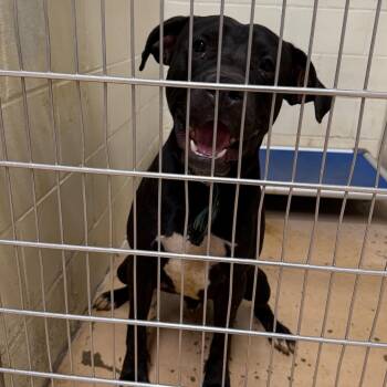 Pit Bull Terrier and Mixed Breed Dogs Available for Adoption in Tuscaloosa, Alabama - TUSC-Stray-84187 | PetCurious