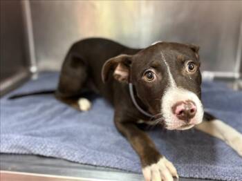 Rescue Staffordshire Bull Terrier Dogs for Adoption in Houston, Texas - CHESTNUT | PetCurious