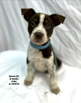 Australian Cattle Dog Blue Heeler and American Staffordshire Terrier Dogs Available for Adoption - Venus The Mixed Breed Puppy | PetCurious