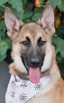 Nova von Nistertal -  German Shepherd Dog Dog for Adoption in Los Angeles, California - Nova Von Nistertal | PetCurious