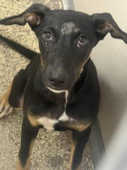 Fig -  Shepherd Dog for Adoption in Little Rock, Arkansas - Fig | PetCurious