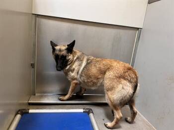 A612052 -  German Shepherd Dog Dog for Adoption in Modesto, California - A612052 | PetCurious