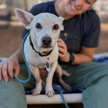 Rescue Chihuahua Dogs for Adoption in Ramona, California - Happy | PetCurious