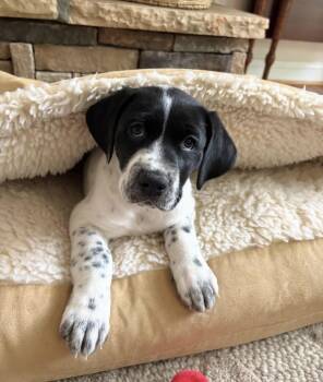 German Shorthaired Pointer Dogs Available for Adoption in Charlotte, North Carolina - Briar | PetCurious