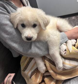 Denali -  Great Pyrenees Dog for Adoption in Merrillville, Indiana - Denali | PetCurious