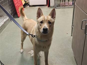KELVIN -  Mixed Breed Dog for Adoption in Santa Fe, New Mexico - KELVIN | PetCurious