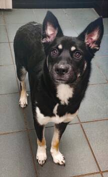 Vivica -  Mixed Breed Dog for Adoption in Nashville, Tennessee - Vivica | PetCurious