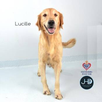 Lucille -  Golden Retriever and Mixed Breed Dog for Adoption - Lucille | PetCurious