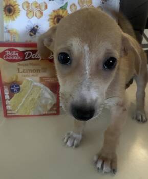 Hércules -  Dachshund and Chihuahua Dog for Adoption in Virginia Beach, Virginia - Hércules | PetCurious