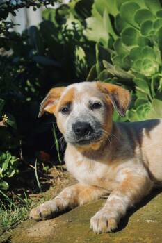Australian Cattle Dog Blue Heeler and Labrador Retriever Dogs Available for Adoption - Genesis | PetCurious