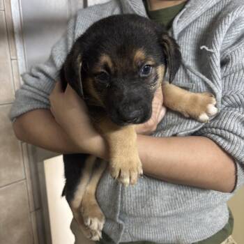 Shepherd Dogs Available for Adoption - Pudge | PetCurious