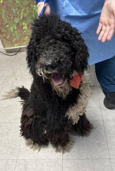 Standard Poodle and Mixed Breed Dogs Available for Adoption in San Antonio, Texas - Benny Blanco | PetCurious