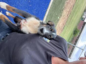The flower girls -  Border Collie and Australian Shepherd Dog for Adoption in Blanchard, Oklahoma - The Flower Girls | PetCurious