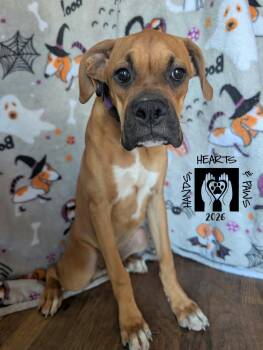 Whimsy -  Boxer Dog for Adoption in Omaha, Nebraska - Whimsy | PetCurious