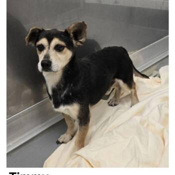 Timmy -  Mixed Breed Dog for Adoption - Timmy | PetCurious