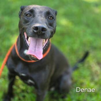 Labrador Retriever and Mixed Breed Dogs Available for Adoption in Wiggins, Mississippi - Denae | PetCurious