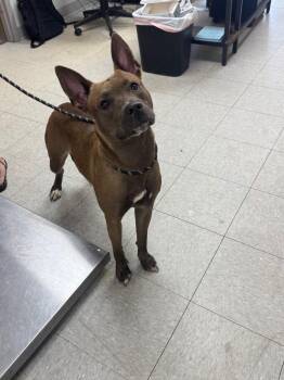Suzi -  Pit Bull Terrier Dog for Adoption in Sorrento, Louisiana - Suzi | PetCurious