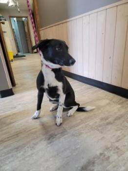 Border Collie and Mixed Breed Dogs Available for Adoption - Coral | PetCurious