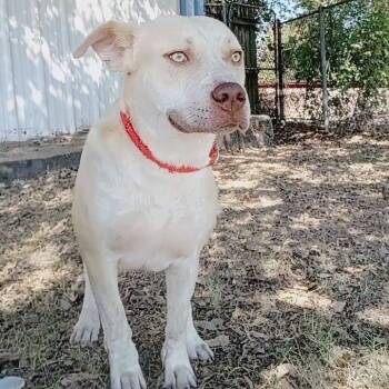 Rescue Pit Bull Terrier Dogs for Adoption in Corsicana, Texas - Lovie D45782 | PetCurious