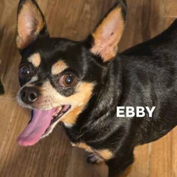 Ebby -  Chihuahua Dog for Adoption in Phoenix, Arizona - Ebby | PetCurious