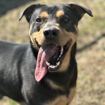 Jake -  Rottweiler and Mixed Breed Dog for Adoption in Marshalltown, Iowa - Jake | PetCurious
