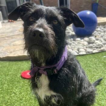 KITTY -  Labrador Retriever and Schnauzer Dog for Adoption in Dallas, Texas - KITTY | PetCurious