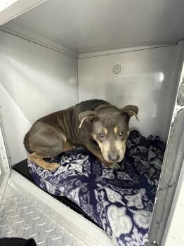 Mixed Breed Dogs Available for Adoption - SHEEBY | PetCurious