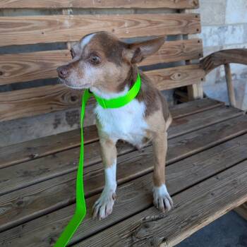 Crowly -  Chihuahua Dog for Adoption in St. Augustine, Florida - Crowly | PetCurious