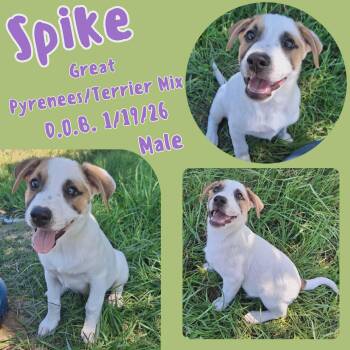 Great Pyrenees and Terrier Dogs Available for Adoption in Caldwell, Texas - Spike | PetCurious