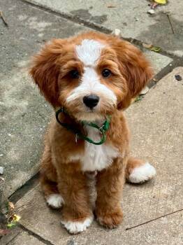 Walter -  Cavalier King Charles Spaniel and Poodle Dog for Adoption in Buffalo, New York - Walter | PetCurious