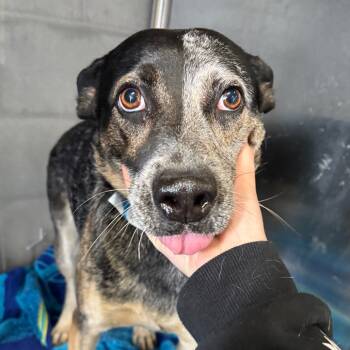 Rescue Australian Cattle Dog Blue Heeler Dogs for Adoption in Yuma, Arizona - Aussie | PetCurious