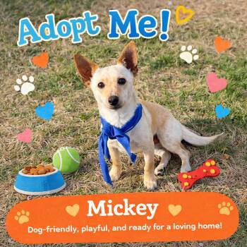 Dachshund and Jack Russell Terrier Dogs Available for Adoption in Kaufman, Texas - MICKEY Will Be At Starbucks 5/16  10-2 Terrell  | PetCurious