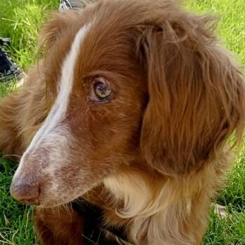 Maggie - Sweet Senior -  Dachshund Dog for Adoption in Tulsa, Oklahoma - Maggie - Sweet Senior | PetCurious